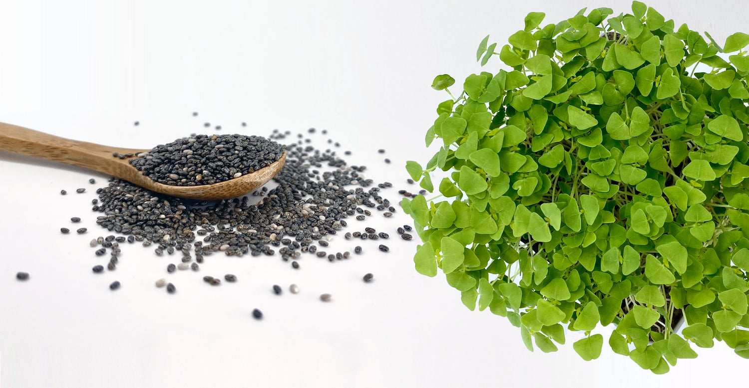 CHIA: Not just a seed....