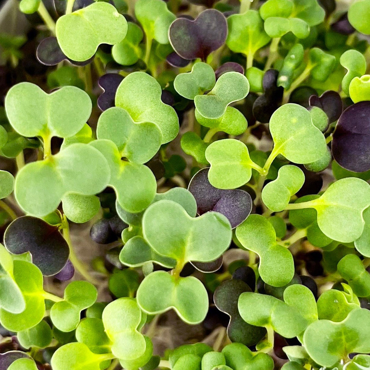 Wellness Blend Bundle