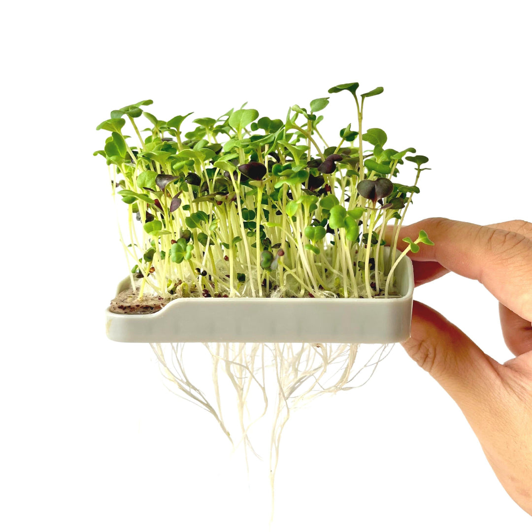 Wellness Blend Bundle