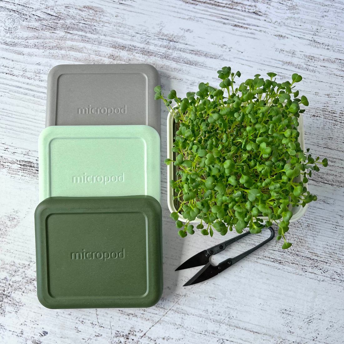 Mini Lid
