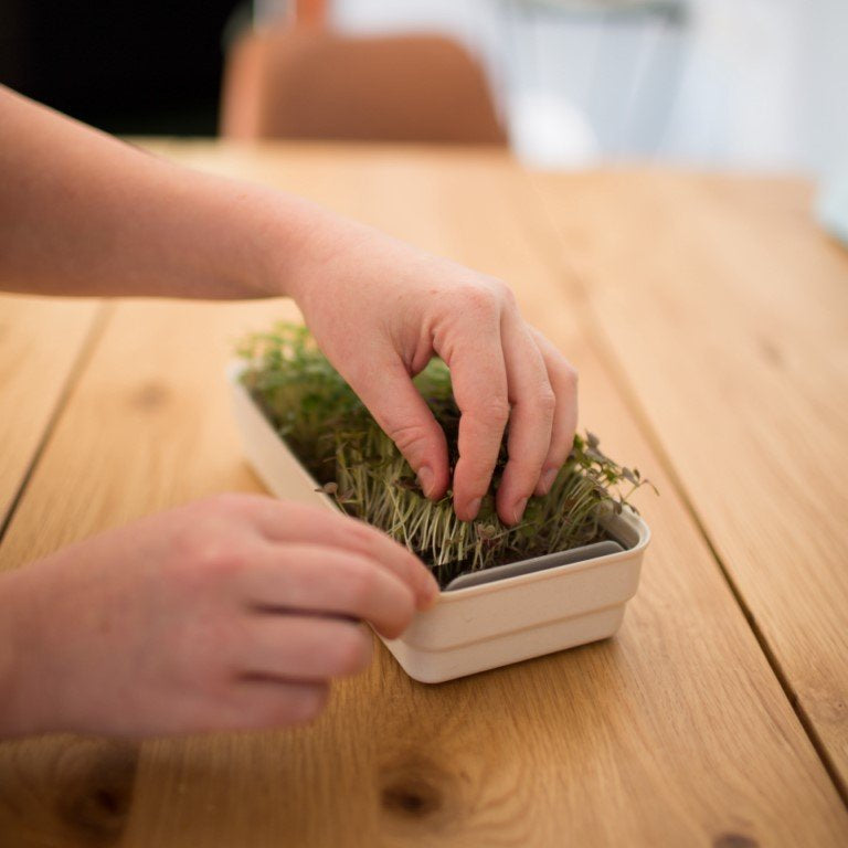 Micro Snips - au micropod