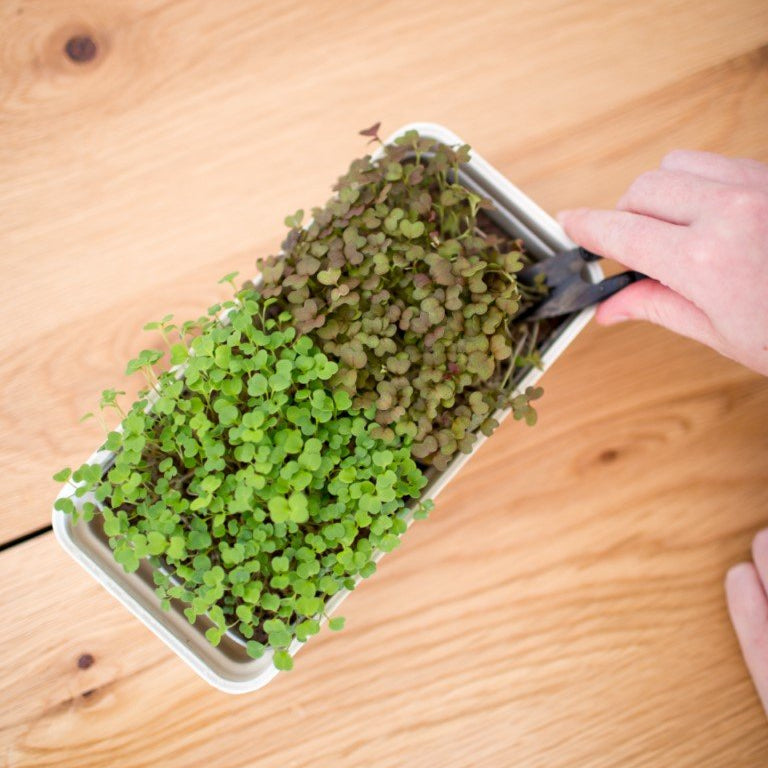 Micro Snips - au micropod