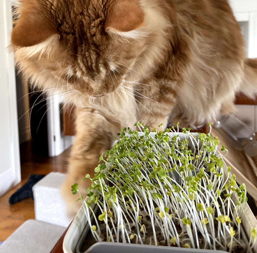 What the fluff is growing on my microgreens?