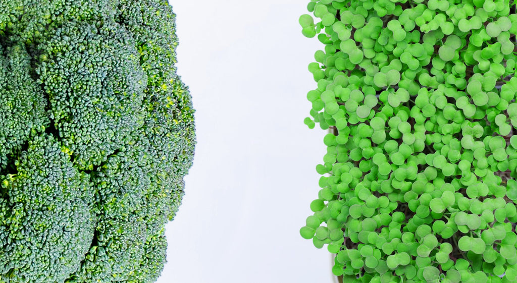 7 Reasons to Eat More Broccoli….. Microgreens!