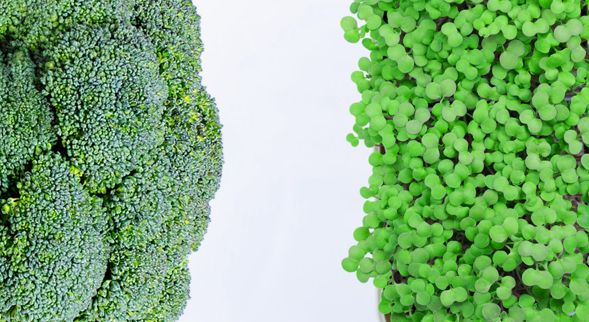 7 Reasons to Eat More Broccoli….. Microgreens! micropod