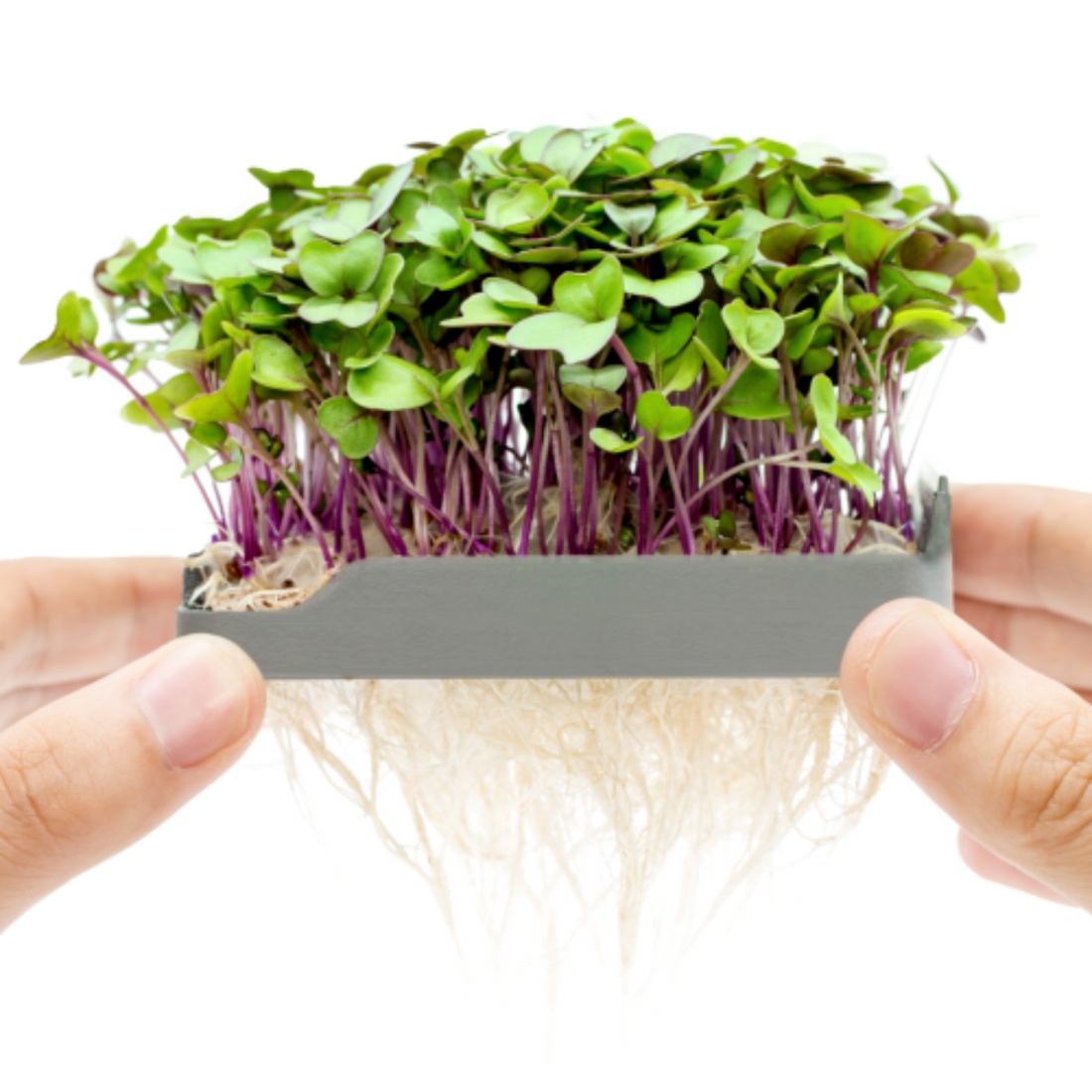 Grow microgreens at home with our soilless kits – micropod
