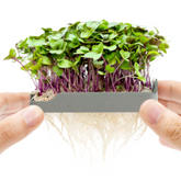 Grow microgreens at home with our soilless kits – micropod