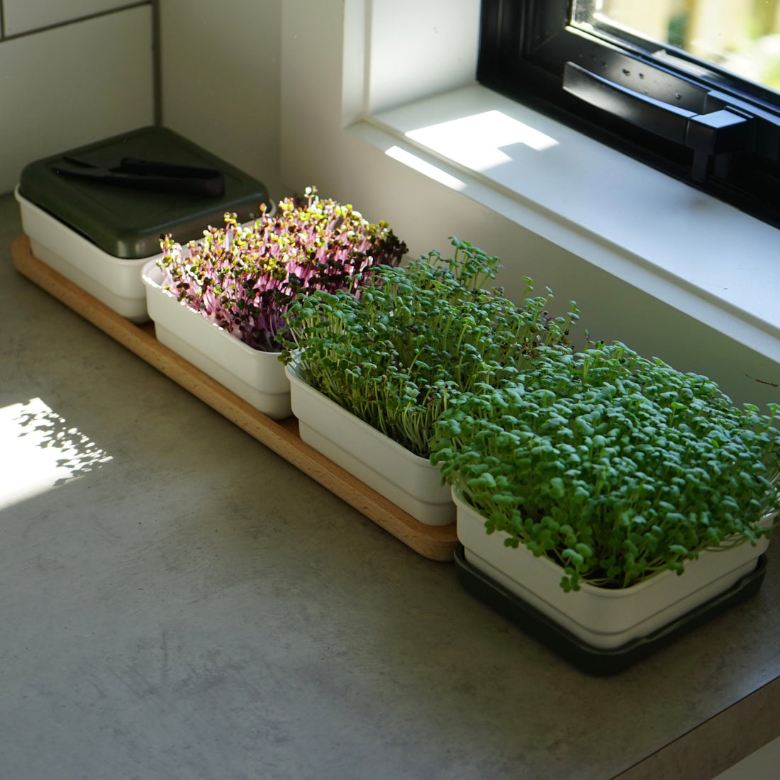 Grow microgreens at home with our soilless kits – micropod