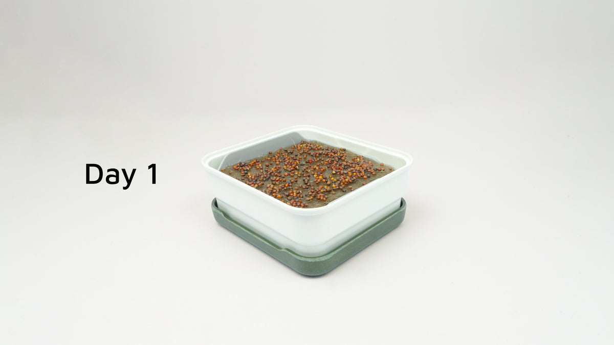 Grow microgreens at home with our soilless kits – micropod