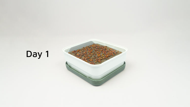 Grow microgreens at home with our soilless kits – micropod