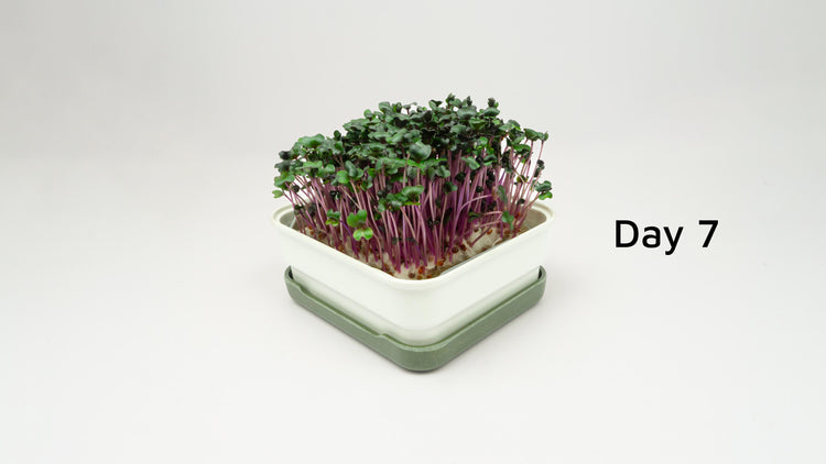 Grow microgreens at home with our soilless kits – micropod