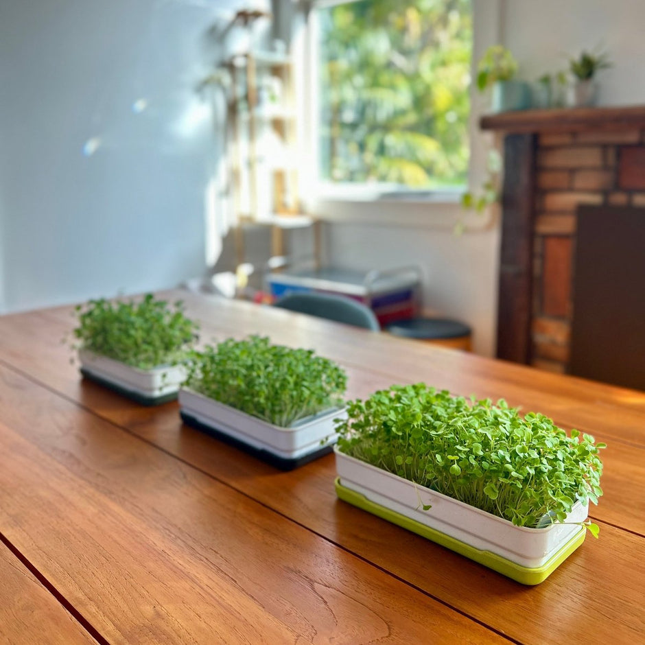 Grow microgreens at home with our soilless kits – micropod