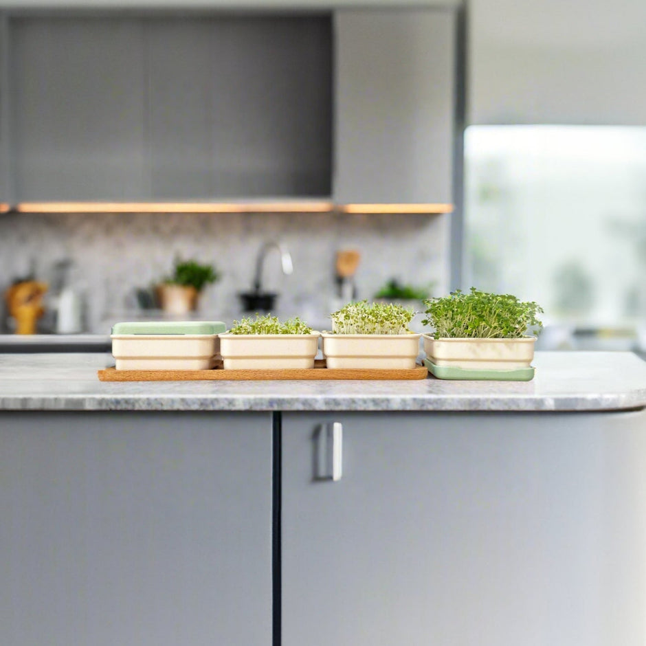 Grow microgreens at home with our soilless kits – micropod