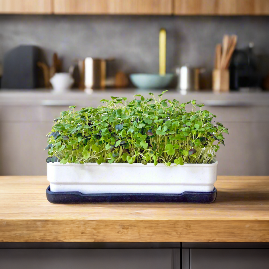 Grow microgreens at home with our soilless kits – micropod