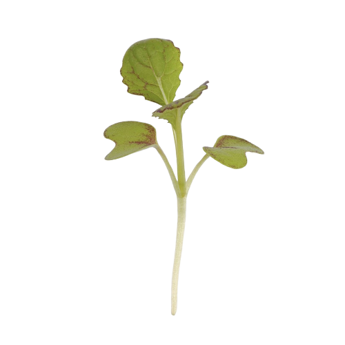 MUSTARD - au micropod