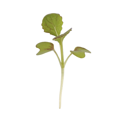 MUSTARD - au micropod