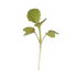 MUSTARD - au micropod