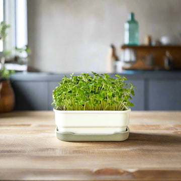 Grow microgreens at home with our soilless kits – micropod